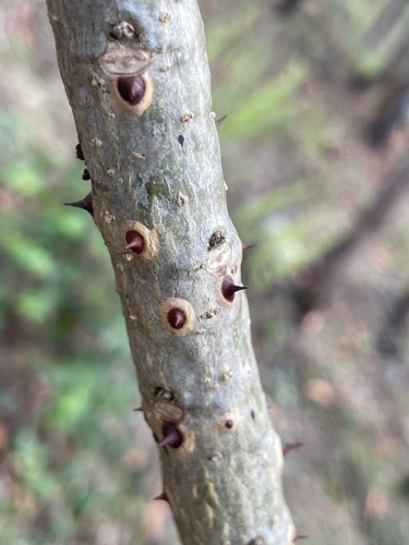 Image of Erythrina vespertilio by (c) Tim Albers, some rights reserved (CC BY)