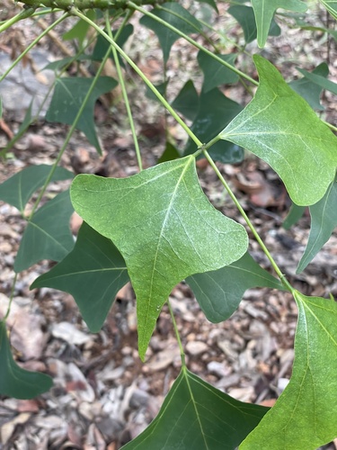 Image of Erythrina vespertilio by (c) Tim Albers, some rights reserved (CC BY)