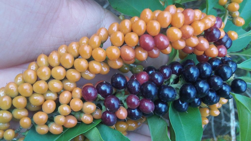 Citharexylum affine