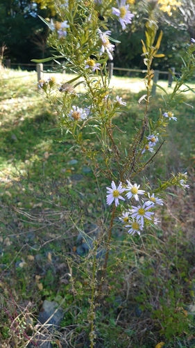 Aster kantoensis iNat (1)