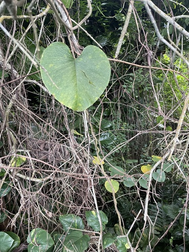 Argyreia nervosa observed 2024-11-23