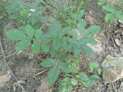 Agrimonia rostellata