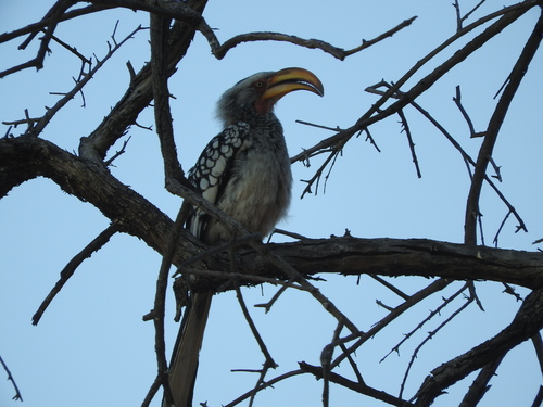 Tockus leucomelas