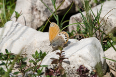 Coenonympha gardetta