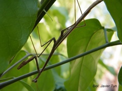 Phasmomantis sumichrasti