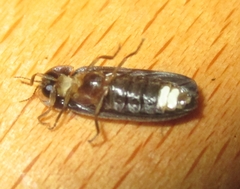 Lamprohiza splendidula