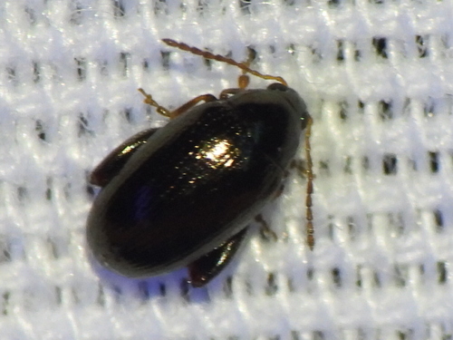 Psylliodes convexior