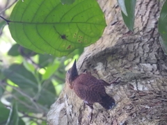 Micropternus brachyurus