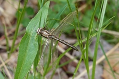 Phanogomphus lividus