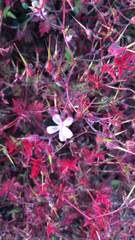 Geranium robertianum