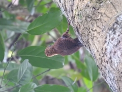 Micropternus brachyurus