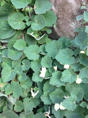 Asarina procumbens