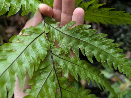Image of Tectaria gaudichaudii by (c) Damien Wallace, some rights reserved (CC BY)