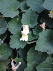 Asarina procumbens