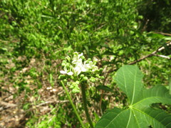 Cnidoscolus aconitifolius