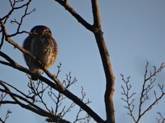 Glaucidium nana