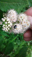 Sehirus cinctus albonotatus