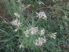 Sericocarpus oregonensis