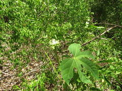 Cnidoscolus aconitifolius
