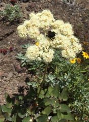 Bombus flavidus flavidus