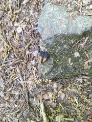 Pyromorpha dimidiata