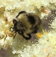 Bombus flavidus flavidus