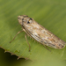Painted Leafhopper - Photo (c) solomon hendrix, some rights reserved (CC BY-NC), uploaded by solomon hendrix