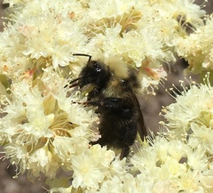 Bombus flavidus flavidus