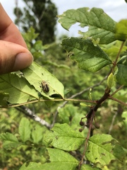 Derospidea brevicollis