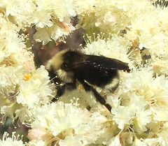 Bombus flavidus flavidus