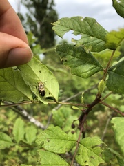 Derospidea brevicollis