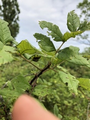 Derospidea brevicollis