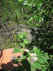 Phacelia mutabilis