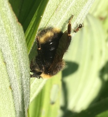 Bombus flavidus flavidus