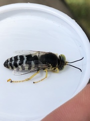 Bembix americana spinolae
