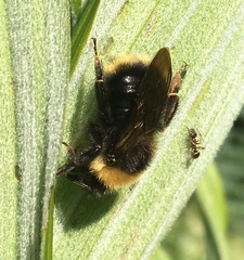 Bombus flavidus flavidus