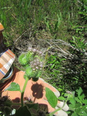 Phacelia mutabilis
