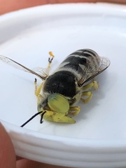 Bembix americana spinolae