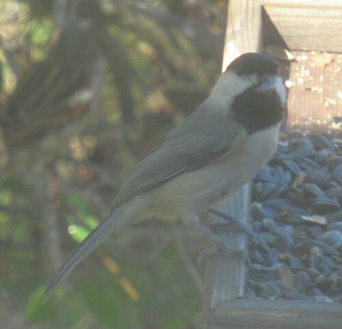Carolina Chickadee photographed in Texas