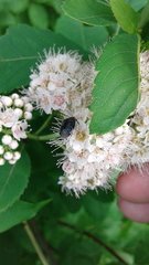 Sehirus cinctus albonotatus