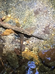 Desmognathus amphileucus