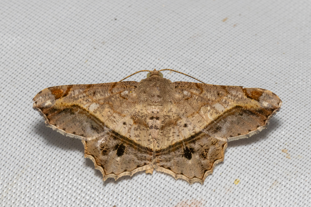 Chiasmia hygies