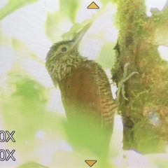 Dendrocolaptes picumnus