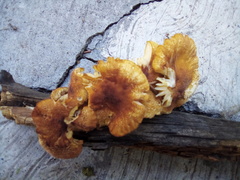 Fungi