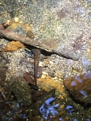 Desmognathus amphileucus