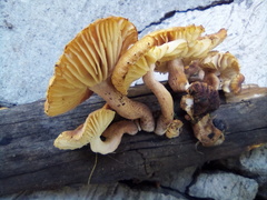Fungi