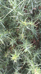 Ulex europaeus