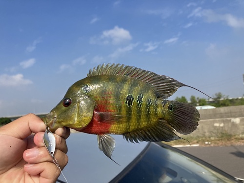 Threespot Cichlid