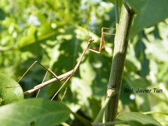 Phasmomantis sumichrasti