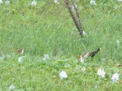 Jacana spinosa